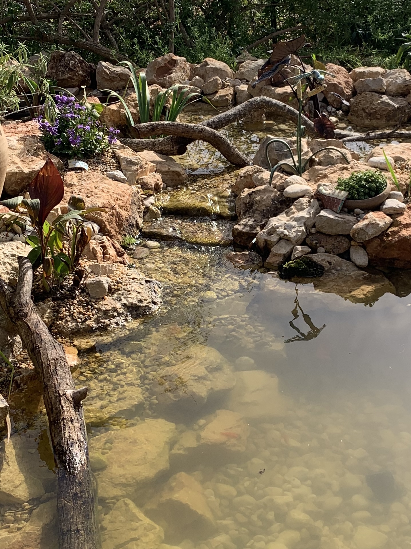 Natural pond maintenance Jerusalem