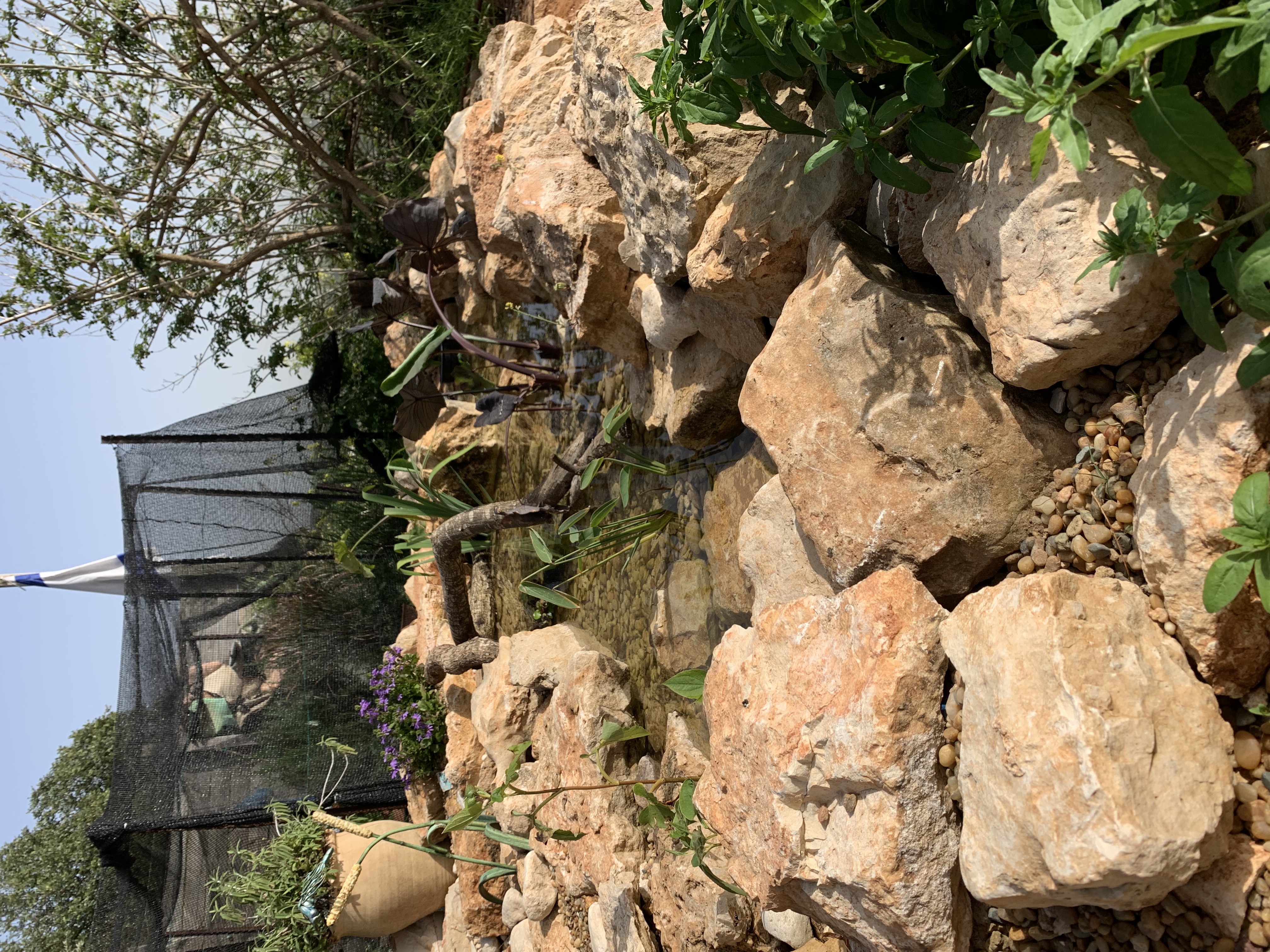 Garden pond water feature Beit Shemesh